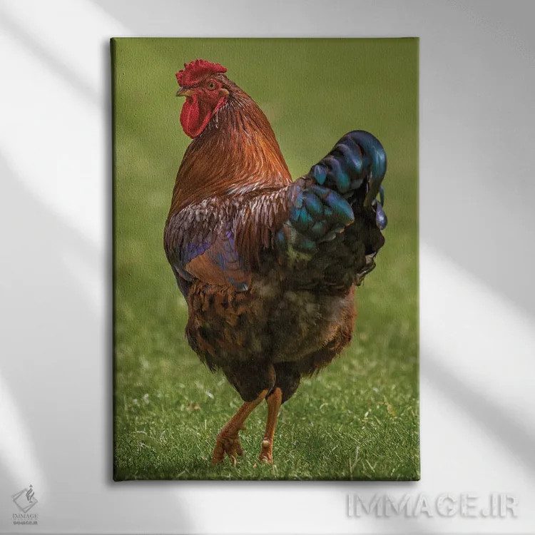 تابلو دکوراتیو به پاهای من نگاه کن، خروس! اثر لوئیس راث - نمای روبهرو روی دیوار