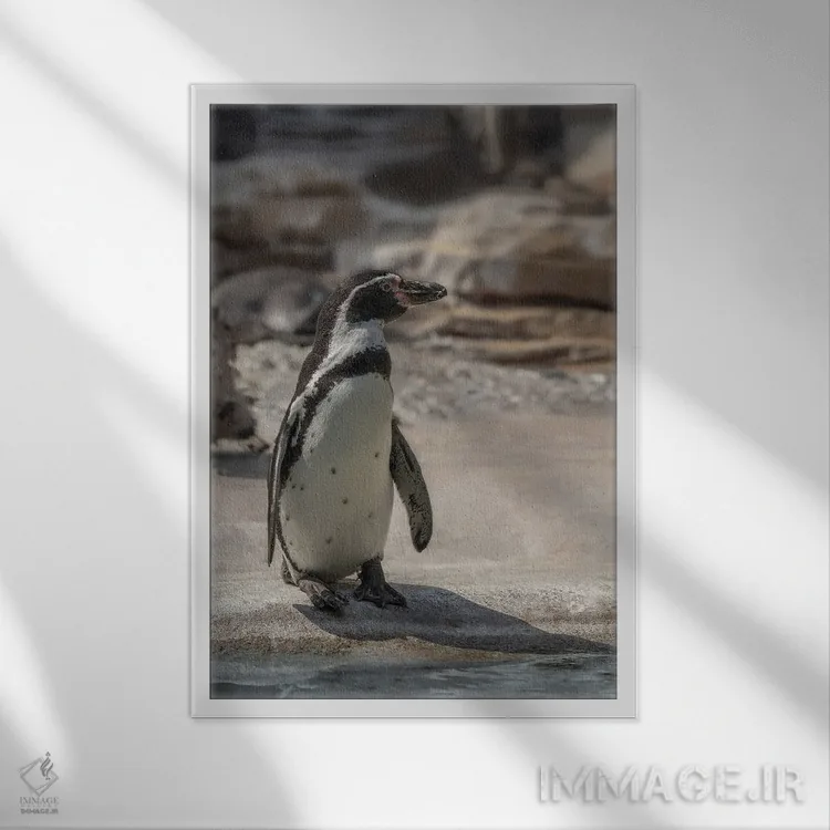 تابلو دکوراتیو پنگوئن تنها اثر لوئیس راث - نمای قابدار سفید