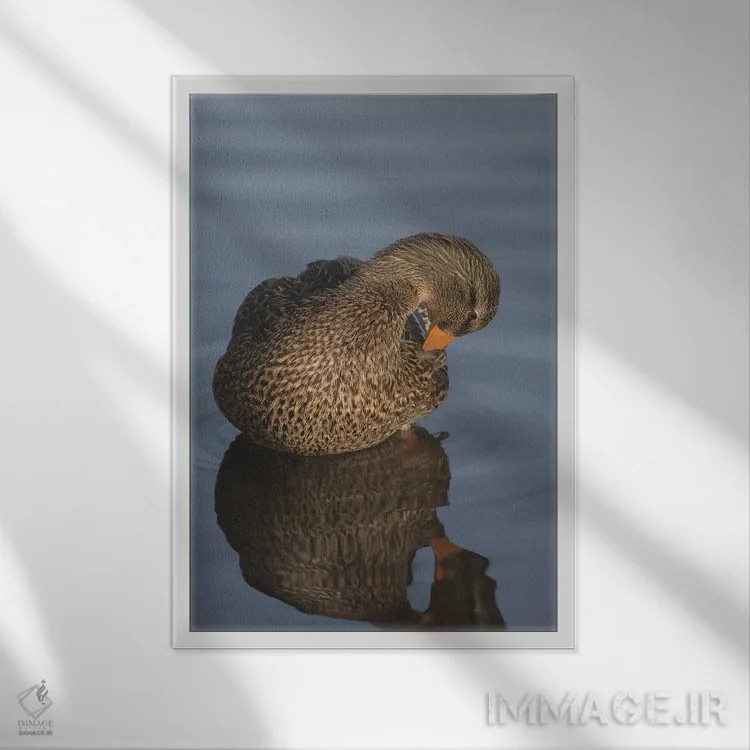 تابلو دکوراتیو هنر مرتب کردن پرها اثر لوئیس راث - نمای قابدار سفید