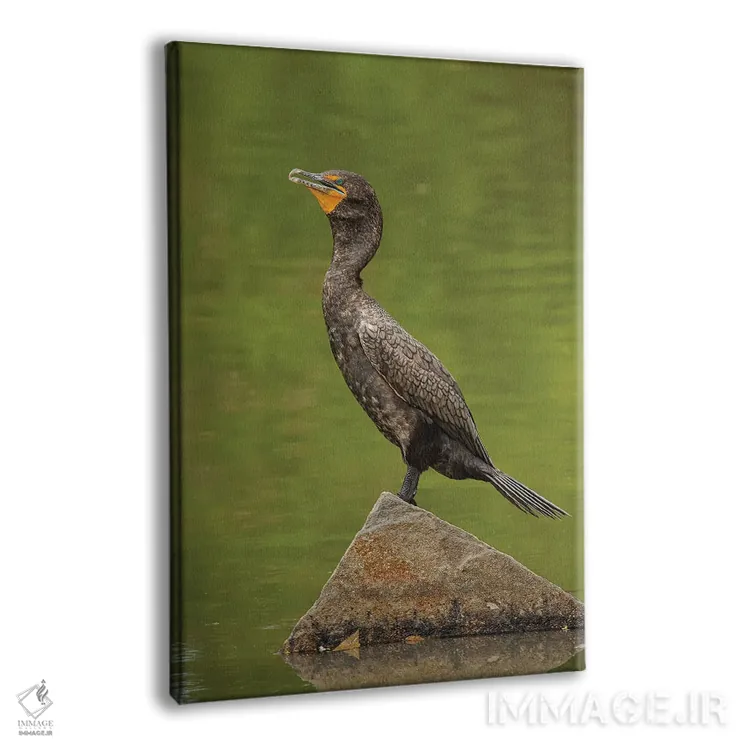 تابلو دکوراتیو کورموران دو تاج در حال آفتاب گیری اثر لوئیس راث - نمای پرسپکتیو محصول