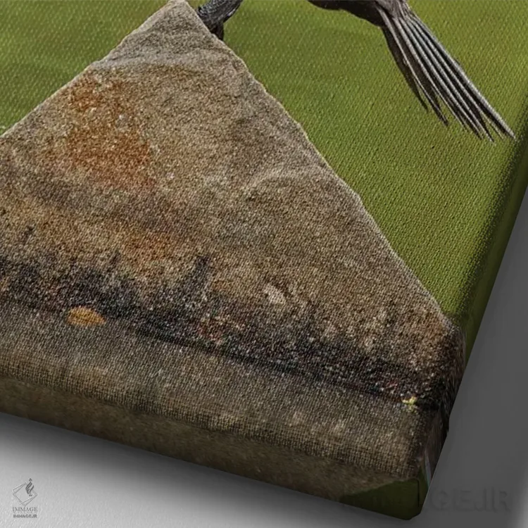 تابلو دکوراتیو کورموران دو تاج در حال آفتاب گیری اثر لوئیس راث - نمای نزدیک بافت بوم