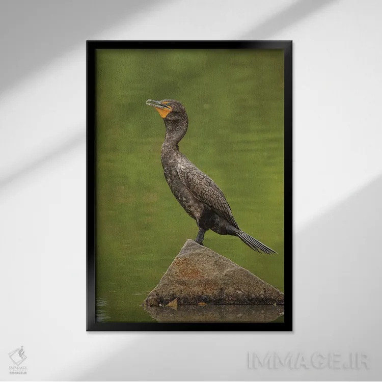 تابلو دکوراتیو کورموران دو تاج در حال آفتاب گیری اثر لوئیس راث - نمای قابدار مشکی