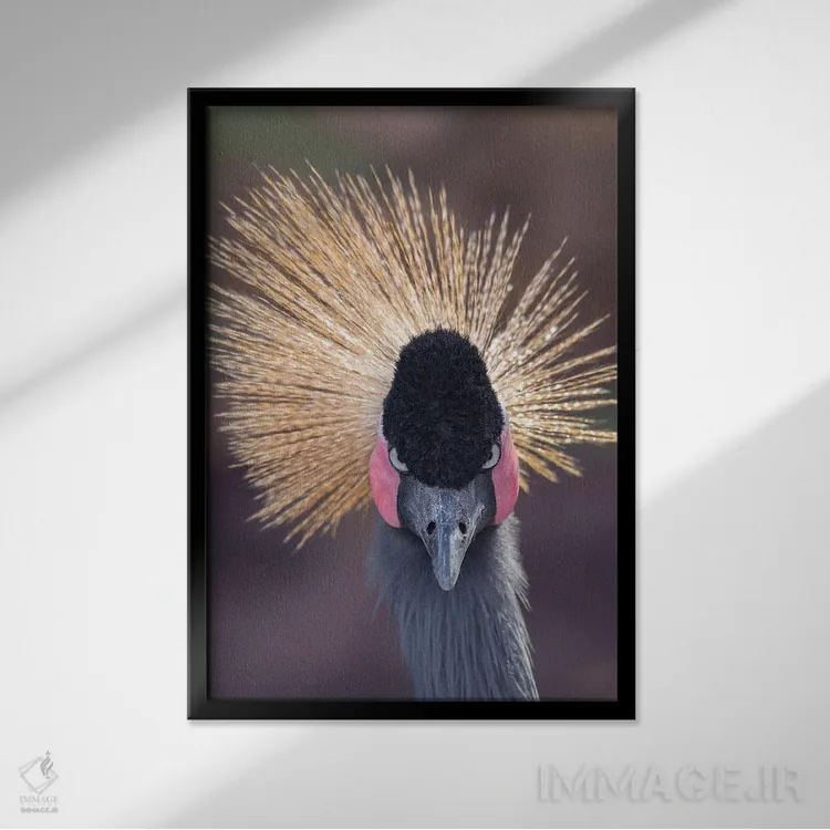 تابلو دکوراتیو خیره شدن درنا به دوربین اثر لوئیس راث - نمای قابدار مشکی