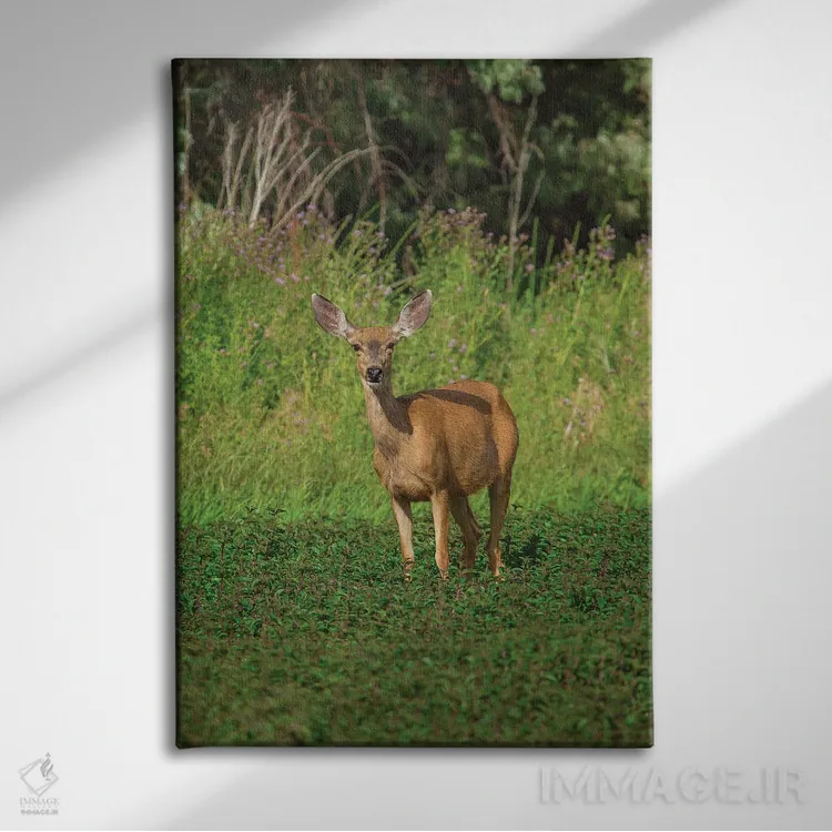 تابلو دکوراتیو آهوی ماده در حال چرا اثر لوئیس راث - نمای روبهرو روی دیوار