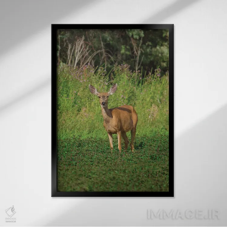 تابلو دکوراتیو آهوی ماده در حال چرا اثر لوئیس راث - نمای قابدار مشکی