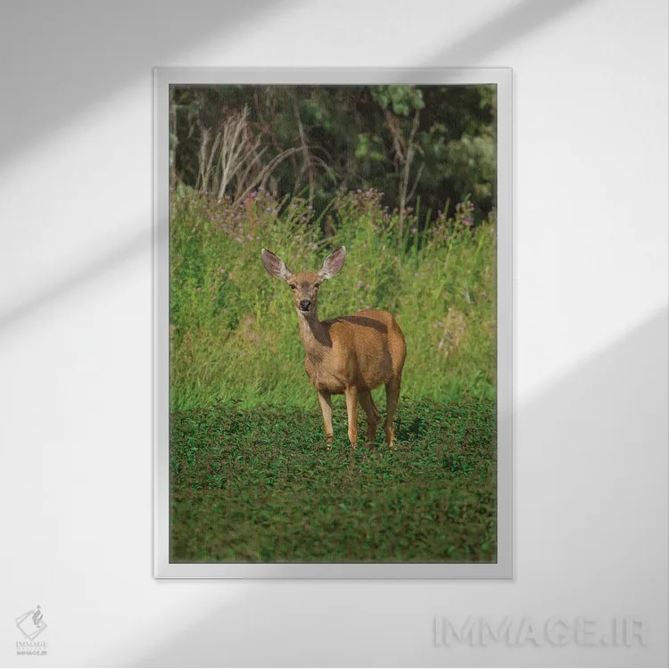 تابلو دکوراتیو آهوی ماده در حال چرا اثر لوئیس راث - نمای قابدار سفید