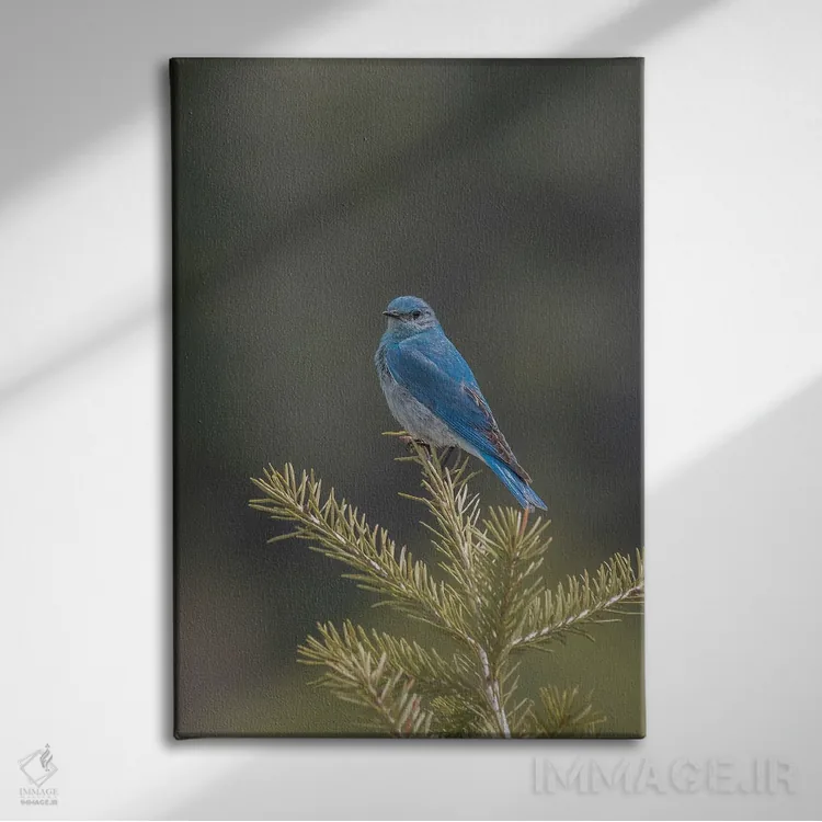 تابلو دکوراتیو مرغ آبی کوهستانی بر شاخه کاج اثر لوئیس راث - نمای روبهرو روی دیوار