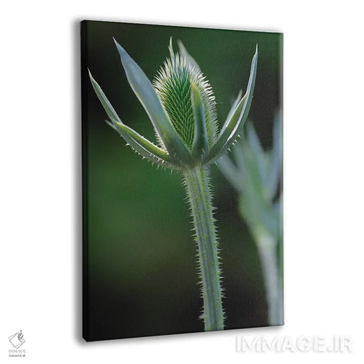 تابلو دکوراتیو خار اثر لوئیس راث - نمای پرسپکتیو محصول