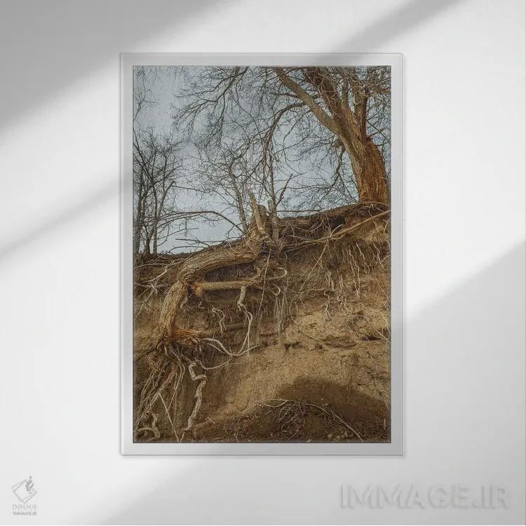 تابلو دکوراتیو ریشه دار اثر لوئیس راث - نمای قابدار سفید