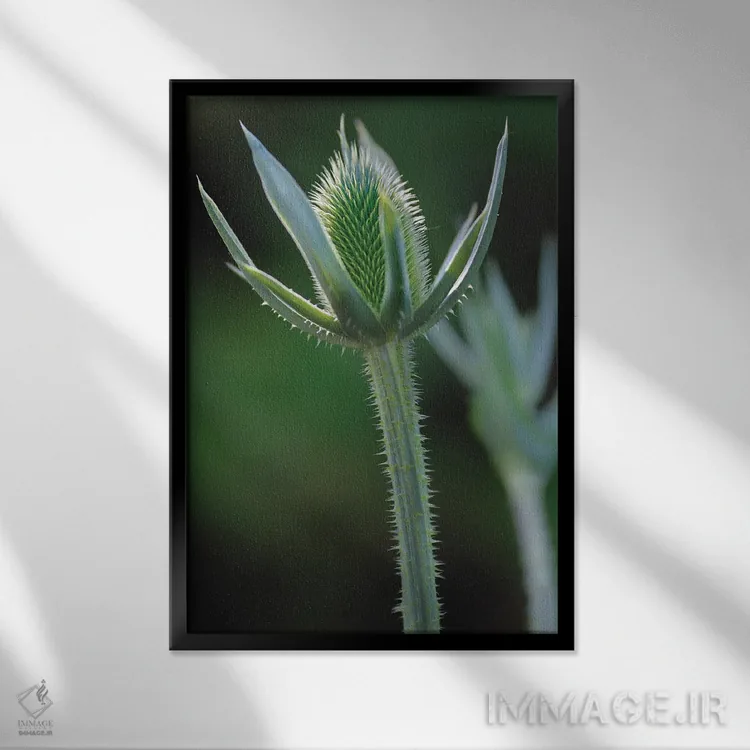 تابلو دکوراتیو خار اثر لوئیس راث - نمای قابدار مشکی