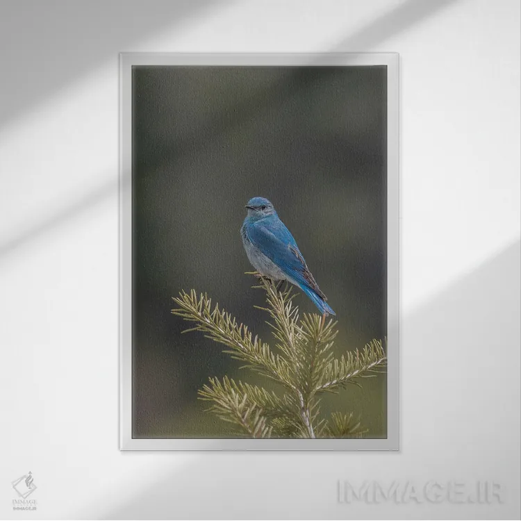 تابلو دکوراتیو مرغ آبی کوهستانی بر شاخه کاج اثر لوئیس راث - نمای قابدار سفید