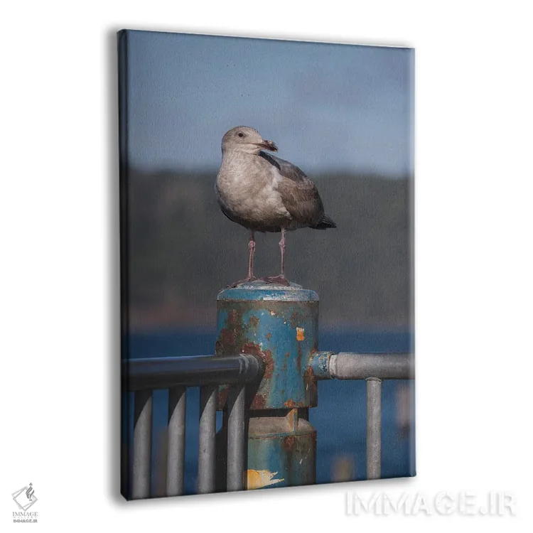 تابلو دکوراتیو پرتره مرغ دریایی اثر لوئیس راث - نمای پرسپکتیو محصول