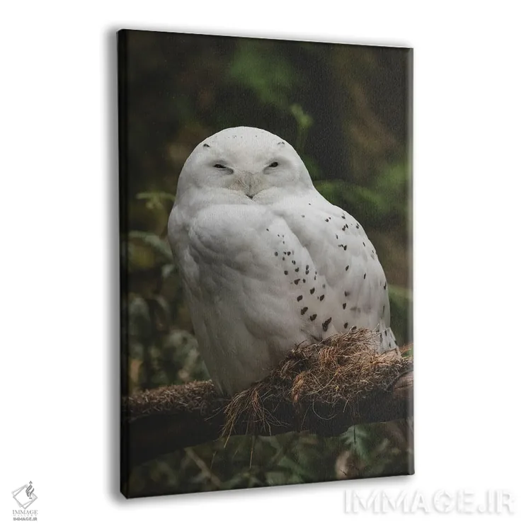 تابلو دکوراتیو جغد انباری برفی اثر لوئیس راث - نمای پرسپکتیو محصول