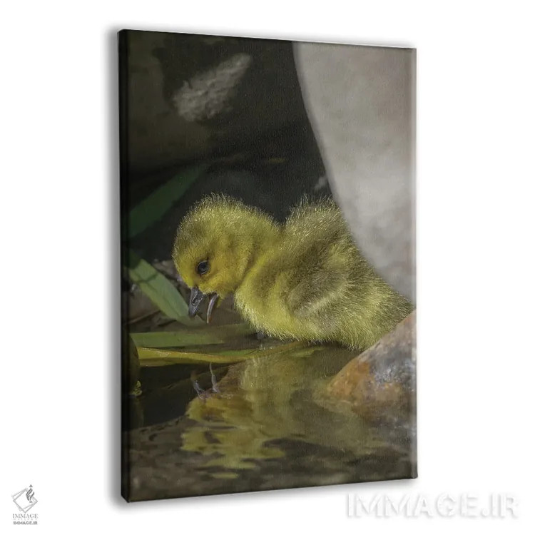 تابلو دکوراتیو بازتاب جوجه غاز در آب اثر لوئیس راث - نمای پرسپکتیو محصول