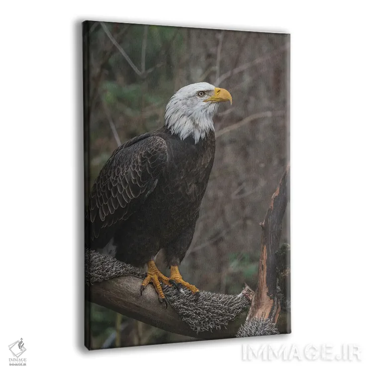 تابلو دکوراتیو عقاب تک بال اثر لوئیس راث - نمای پرسپکتیو محصول