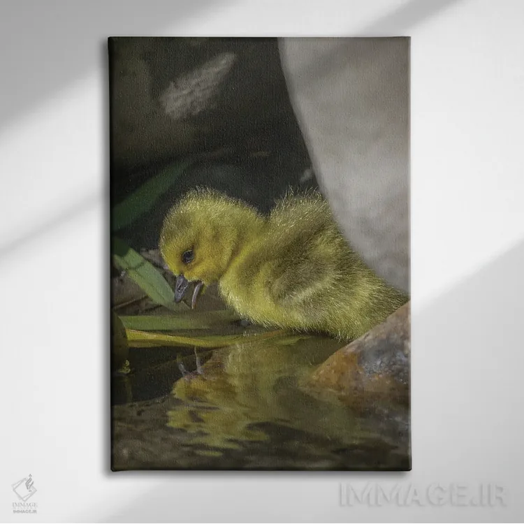 تابلو دکوراتیو بازتاب جوجه غاز در آب اثر لوئیس راث - نمای روبهرو روی دیوار