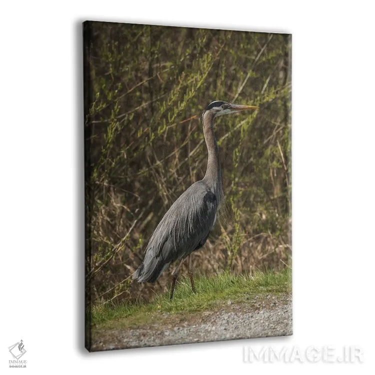 تابلو دکوراتیو ژست حواصیل آبی بزرگ اثر لوئیس راث - نمای پرسپکتیو محصول