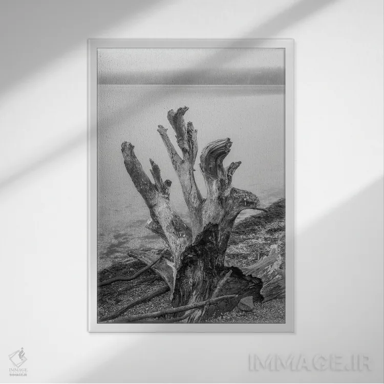 تابلو دکوراتیو کنده درخت پیچ خورده اثر لوئیس راث - نمای قابدار سفید