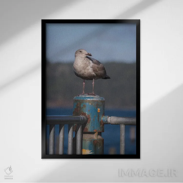 تابلو دکوراتیو پرتره مرغ دریایی اثر لوئیس راث - نمای قابدار مشکی