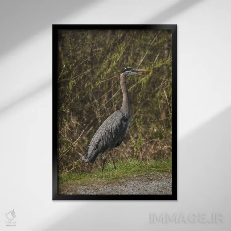 تابلو دکوراتیو ژست حواصیل آبی بزرگ اثر لوئیس راث - نمای قابدار مشکی