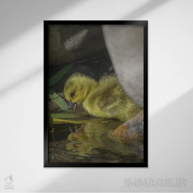 تابلو دکوراتیو بازتاب جوجه غاز در آب اثر لوئیس راث - نمای قابدار مشکی