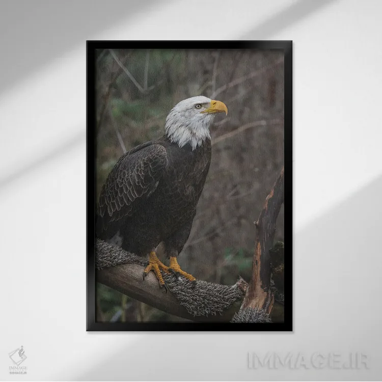 تابلو دکوراتیو عقاب تک بال اثر لوئیس راث - نمای قابدار مشکی