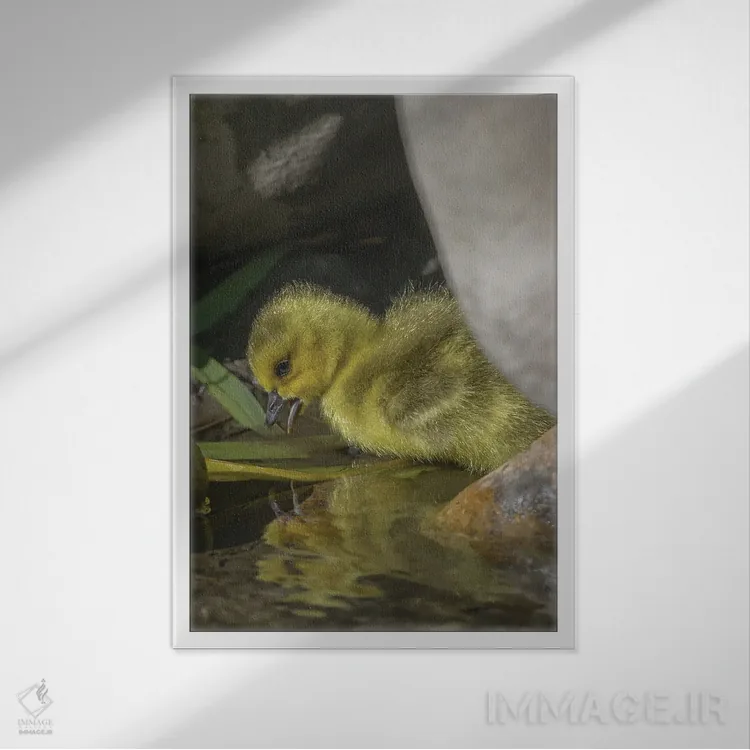 تابلو دکوراتیو بازتاب جوجه غاز در آب اثر لوئیس راث - نمای قابدار سفید