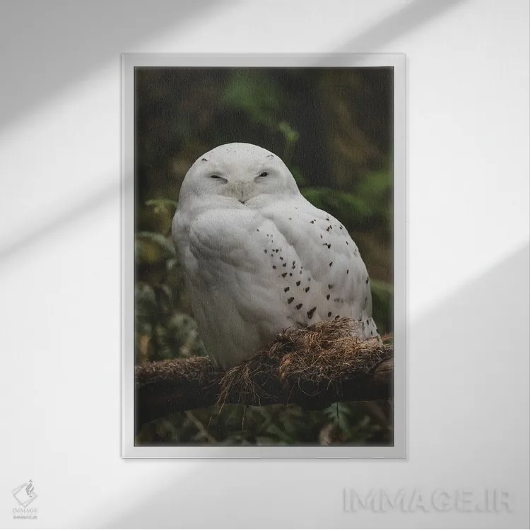 تابلو دکوراتیو جغد انباری برفی اثر لوئیس راث - نمای قابدار سفید