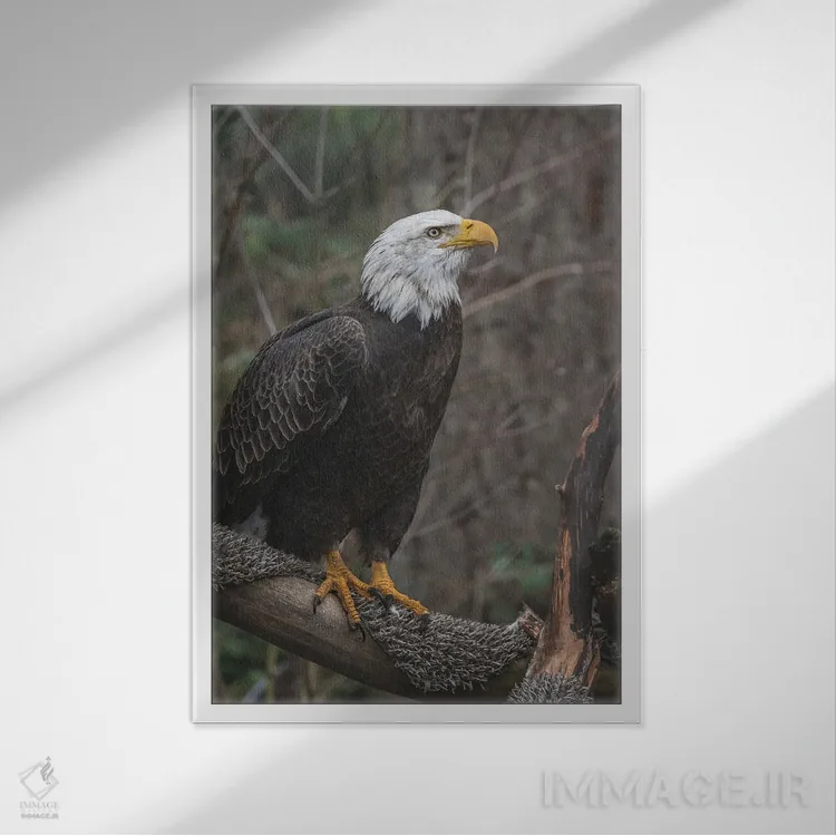 تابلو دکوراتیو عقاب تک بال اثر لوئیس راث - نمای قابدار سفید