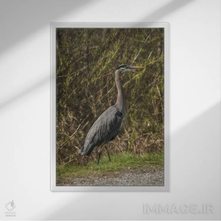 تابلو دکوراتیو ژست حواصیل آبی بزرگ اثر لوئیس راث - نمای قابدار سفید