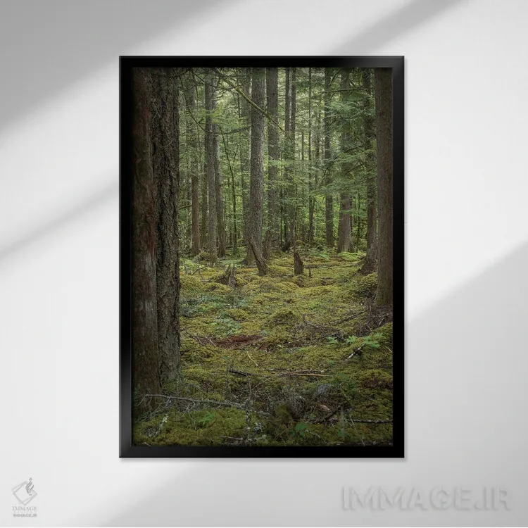 تابلو دکوراتیو خزه و سرخس کوهی اثر لوئیس راث - نمای قابدار مشکی