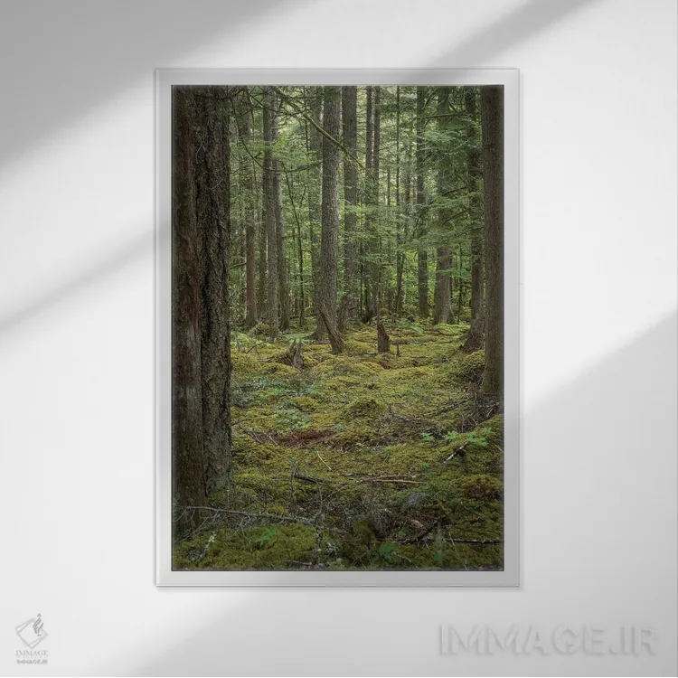 تابلو دکوراتیو خزه و سرخس کوهی اثر لوئیس راث - نمای قابدار سفید