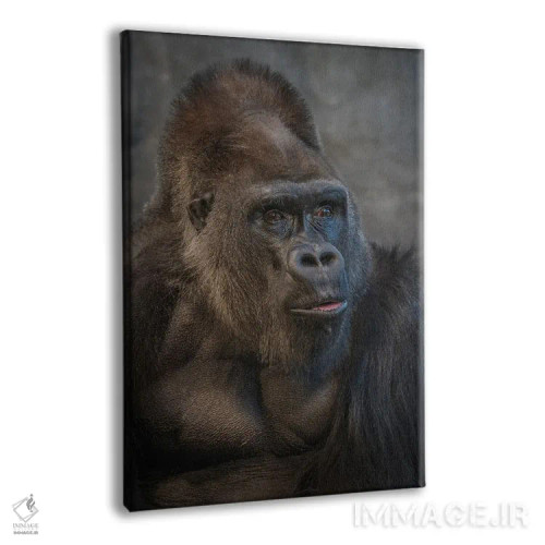 تابلو دکوراتیو نگاه گوریل نقره پشت اثر لوئیس راث - نمای پرسپکتیو محصول