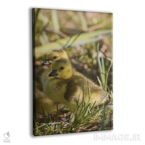 تابلو دکوراتیو جوجه غاز بسیار بامزه اثر لوئیس راث - نمای پرسپکتیو محصول