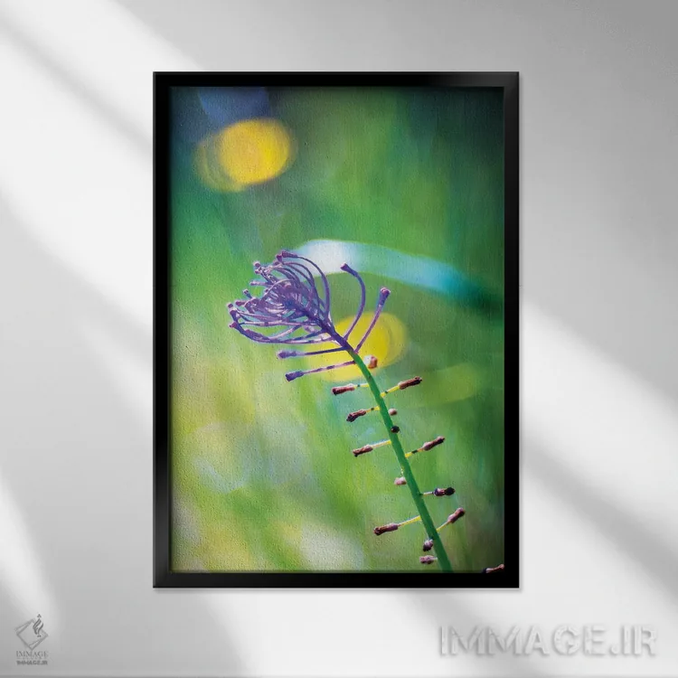 تابلو دکوراتیو گل بنفش اثر مارکو کارماسی - نمای قابدار مشکی