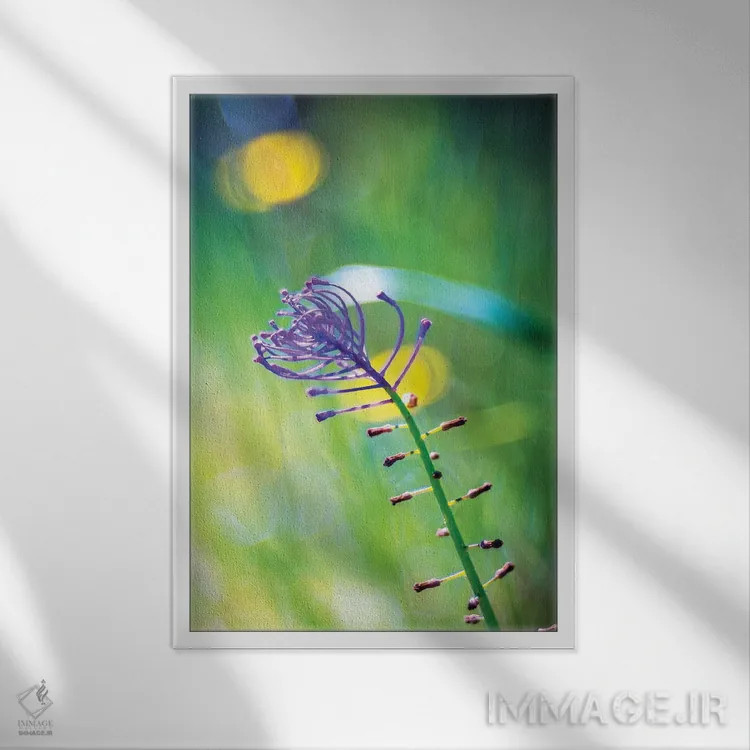 تابلو دکوراتیو گل بنفش اثر مارکو کارماسی - نمای قابدار سفید