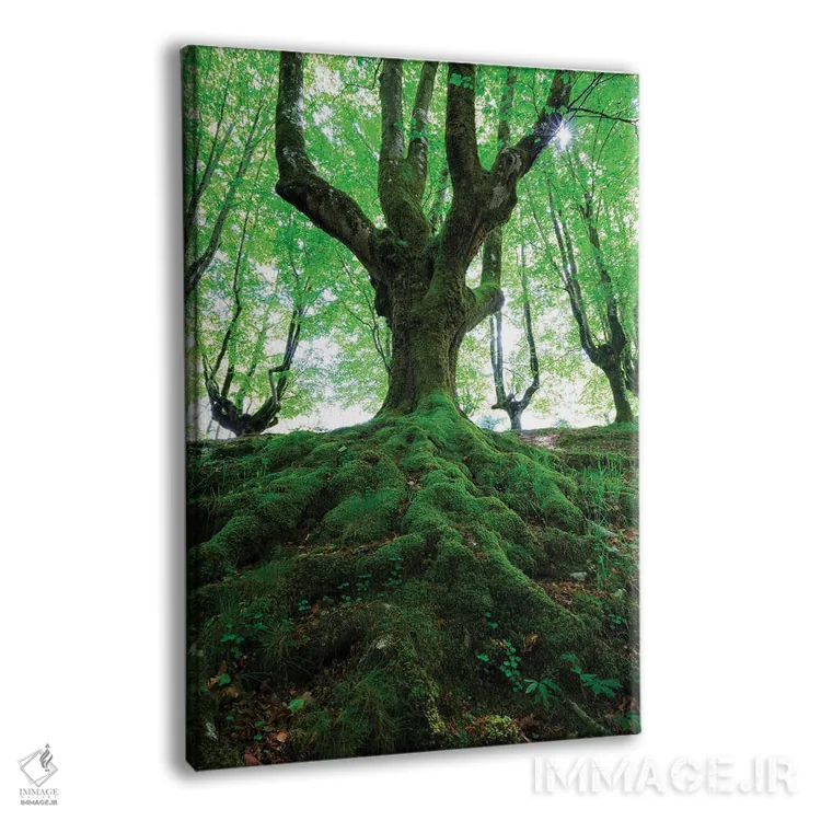 تابلو دکوراتیو جنگل سبز اثر مائورو باتیستلی - نمای پرسپکتیو محصول