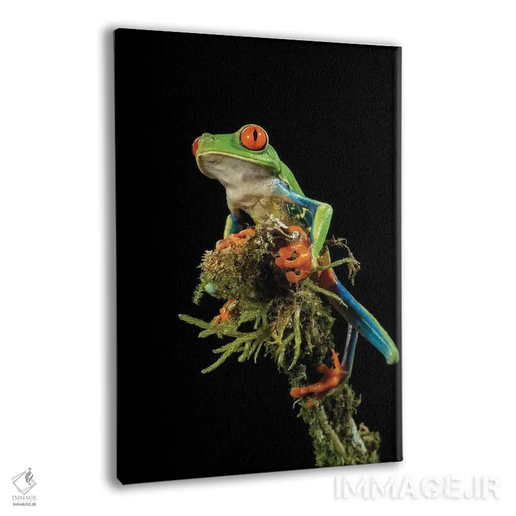 تابلو دکوراتیو قورباغه درختی چشم قرمز، کاستاریکا اثر جو و مری ان مک دونالد - نمای پرسپکتیو محصول