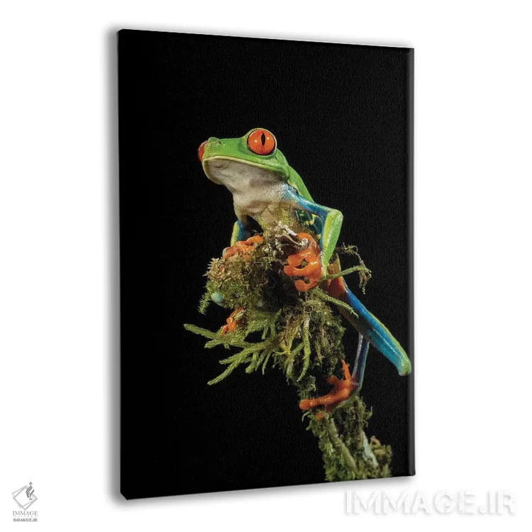 تابلو دکوراتیو قورباغه درختی چشم قرمز، کاستاریکا اثر جو و مری ان مک دونالد - نمای پرسپکتیو محصول