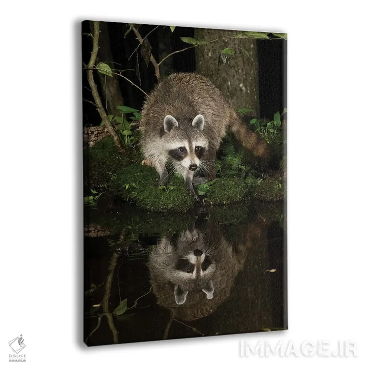 تابلو دکوراتیو راکون، پنسیلوانیا، آمریکا ۲ اثر جو و مری ان مک دونالد - نمای پرسپکتیو محصول