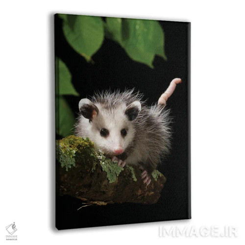 تابلو دکوراتیو اپوسوم ویرجینیا، پنسیلوانیا، آمریکا اثر جو و مری ان مک دونالد - نمای پرسپکتیو محصول