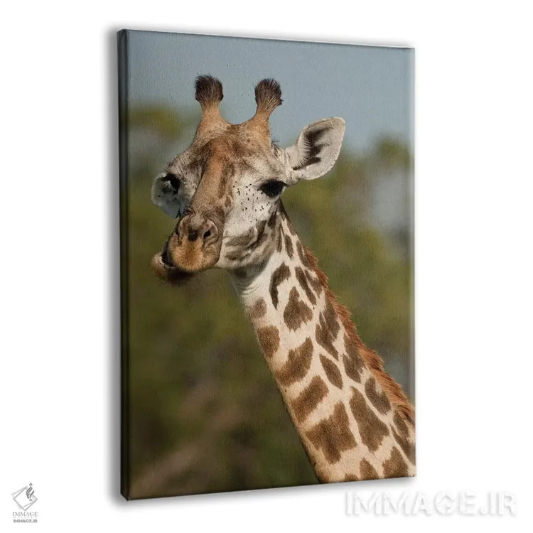 تابلو دکوراتیو زرافه ماسای در علفزارهای اوپرمارا، ماسای مارا، کن… اثر جو و مری ان مک دونالد - نمای پرسپکتیو محصول