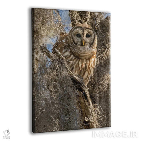 تابلو دکوراتیو جغد راه راه روی درخت، فلوریدا، آمریکا اثر جو و مری ان مک دونالد - نمای پرسپکتیو محصول