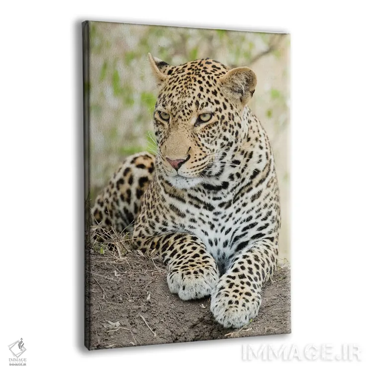 تابلو دکوراتیو پلنگ آفریقایی، کنیا، آفریقا اثر جو و مری ان مک دونالد - نمای پرسپکتیو محصول