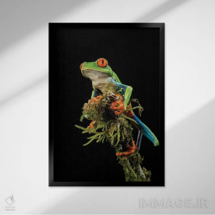 تابلو دکوراتیو قورباغه درختی چشم قرمز، کاستاریکا اثر جو و مری ان مک دونالد - نمای قابدار مشکی