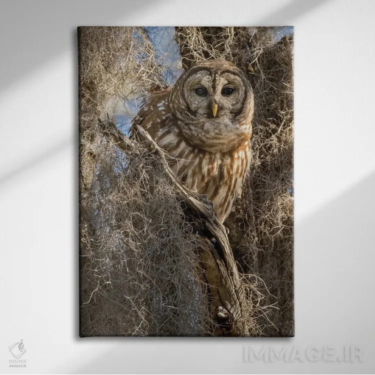 تابلو دکوراتیو جغد راه راه روی درخت، فلوریدا، آمریکا اثر جو و مری ان مک دونالد - نمای روبهرو روی دیوار