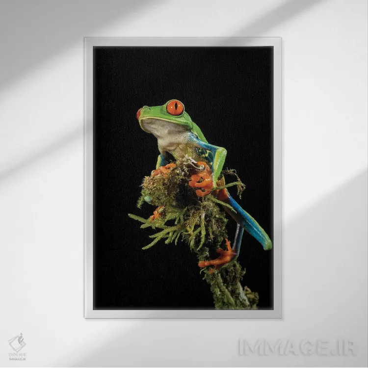 تابلو دکوراتیو قورباغه درختی چشم قرمز، کاستاریکا اثر جو و مری ان مک دونالد - نمای قابدار سفید