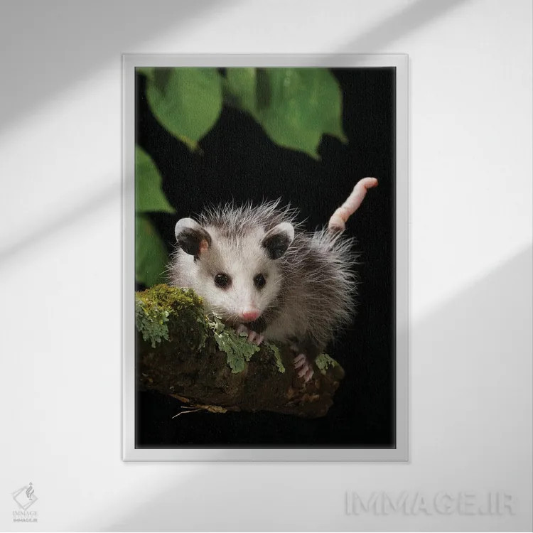 تابلو دکوراتیو اپوسوم ویرجینیا، پنسیلوانیا، آمریکا اثر جو و مری ان مک دونالد - نمای قابدار سفید