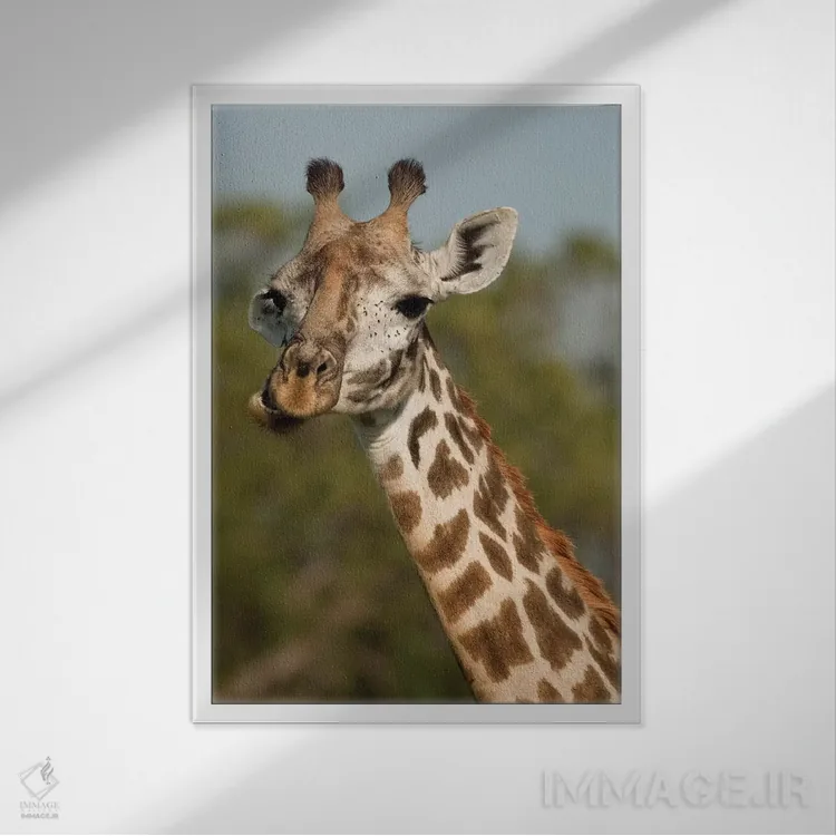 تابلو دکوراتیو زرافه ماسای در علفزارهای اوپرمارا، ماسای مارا، کن… اثر جو و مری ان مک دونالد - نمای قابدار سفید