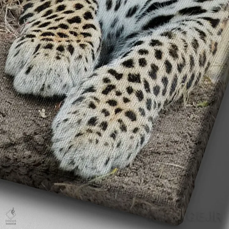 تابلو دکوراتیو پلنگ آفریقایی، کنیا، آفریقا اثر جو و مری ان مک دونالد - نمای نزدیک بافت بوم